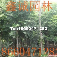 速生國槐