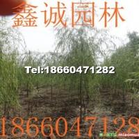 柳樹