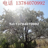 八棱海棠樹