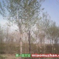 杜仲樹