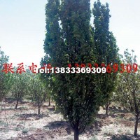 八棱海棠樹