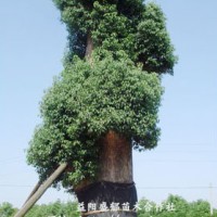 香樟樹(shù)