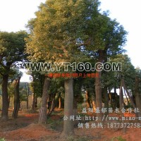 湖南香樟樹(shù)