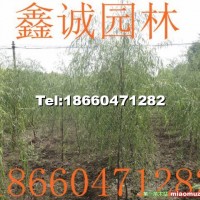 柳樹
