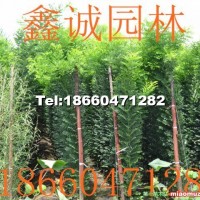 速生國槐