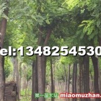 國槐