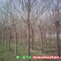 平頭三年國槐