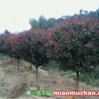 紅葉石楠