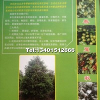 玉粒紅（英國冬青）