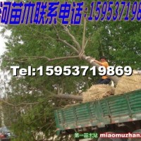 國槐