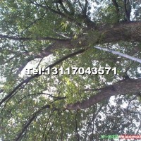野生大規格樟樹