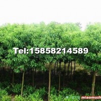 香樟樹