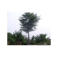 櫸樹