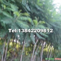 火炬樹(shù)