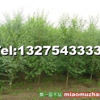 榆樹