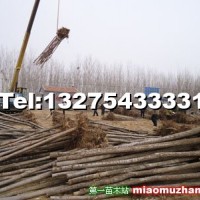 榆樹