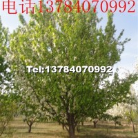 八棱海棠樹(shù)