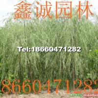 柳樹