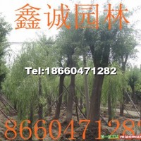 國槐