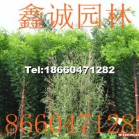 速生國槐