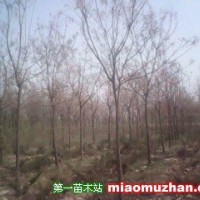 欒樹