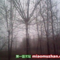 二次定桿法桐