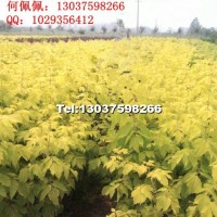 金葉復葉槭