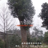香樟樹(shù)