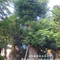 湖南香樟樹(shù)