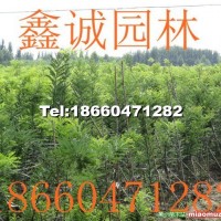速生國槐