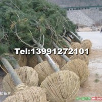 白皮松