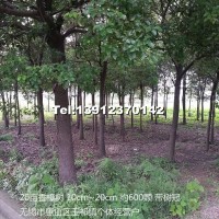 香樟樹(shù)