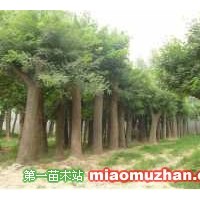 速生國(guó)槐