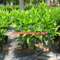 非洲茉莉