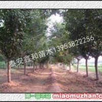 櫻花樹