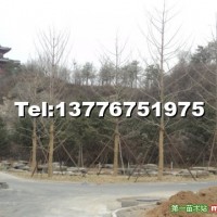 銀杏樹