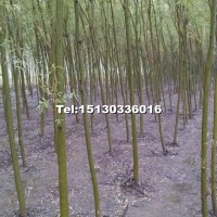 黃柳