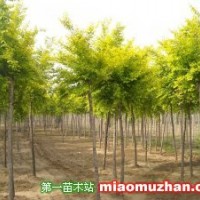 金葉榆