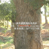 大香樟樹(shù)