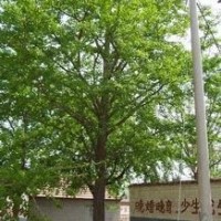 銀杏樹