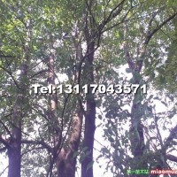 野生大規格樟樹