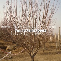 八棱海棠樹