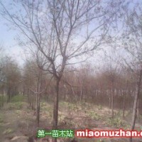 國槐