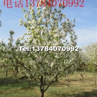 八棱海棠樹(shù)