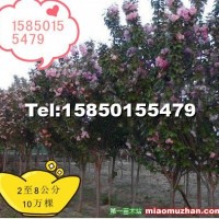 櫻花