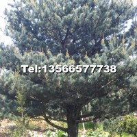五針?biāo)?/></a>
<div><a href=