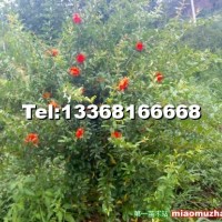 花石榴樹