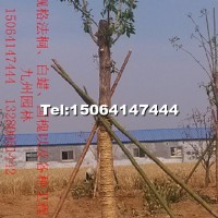 白蠟工程苗