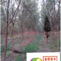 速生國槐