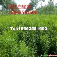 榆樹